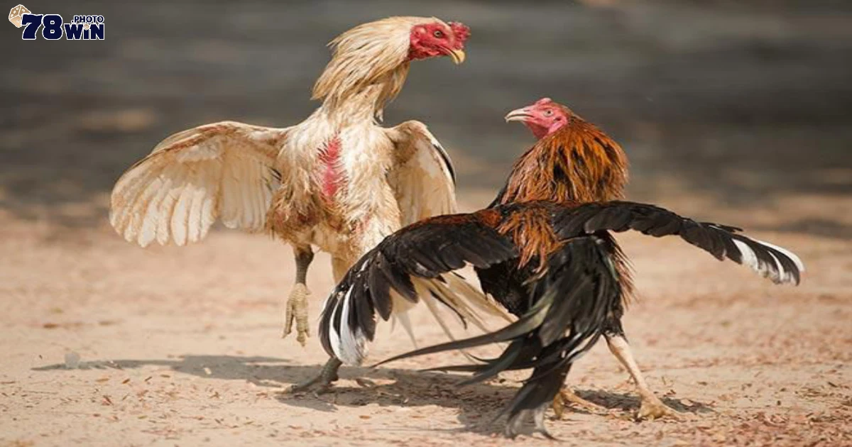 Chọi gà cựa sắt là gì? Giới thiệu về bộ môn chọi gà hấp dẫn