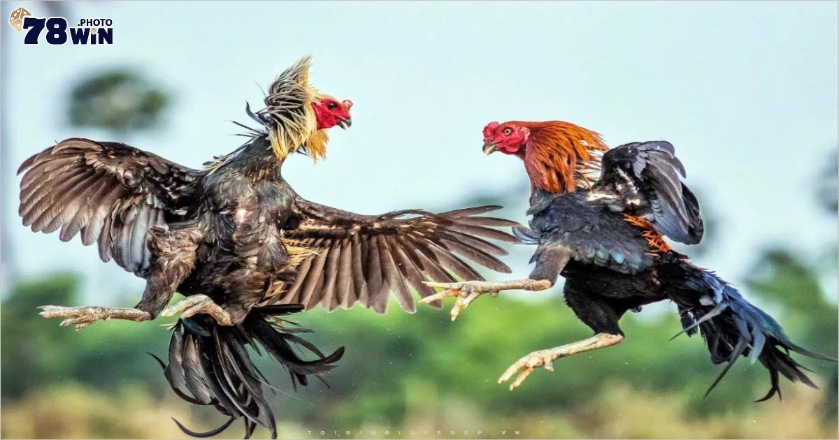 Đá gà trực tiếp C1 là gì? Giới thiệu giải đấu hấp dẫn