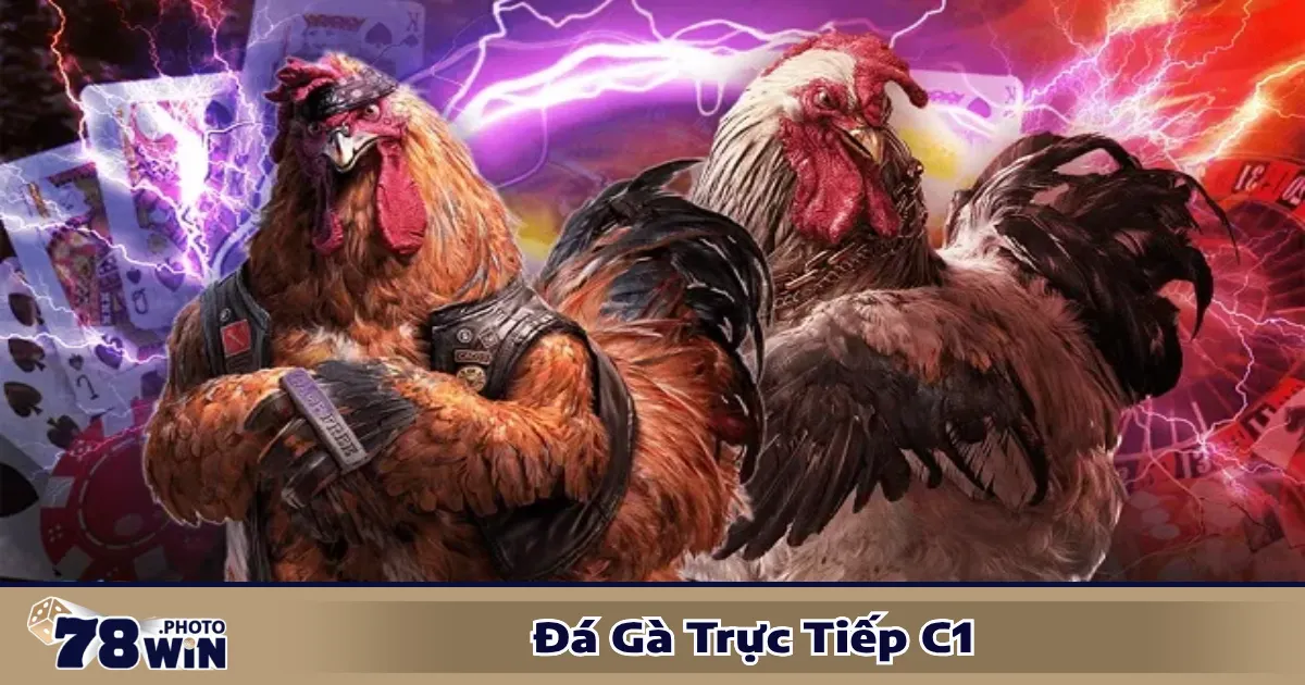 Cách xem và đặt cược đá gà C1 trực tiếp