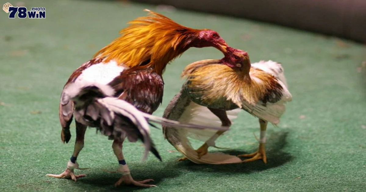 Khi nào nên đặt cược vào gà chiến có tỷ lệ thắng cao?