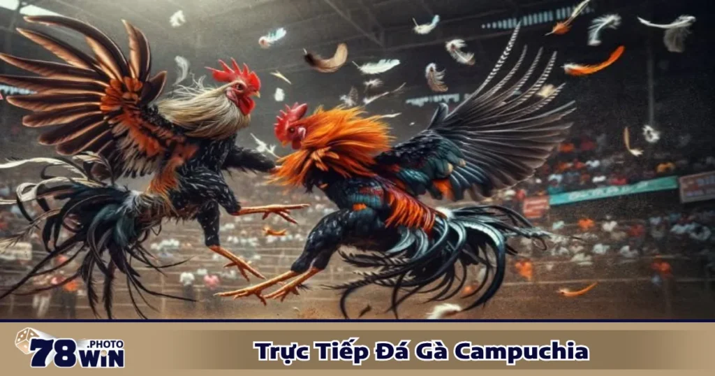 Khi nào nên đặt cược vào gà cửa trên hay cửa dưới?